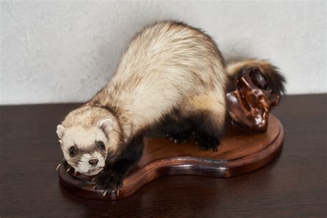 EUROPEAN POLECAT TAXIDERMY MOUNT - FERRET, WEASEL MOUNTED, STUFFED ...