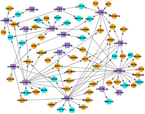 Profiling Reduced Expression of Contractile and Mitochondrial mRNAs in ...