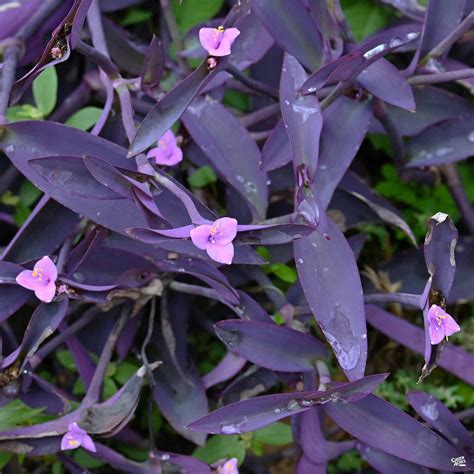 Purple Heart — Green Acres Nursery & Supply