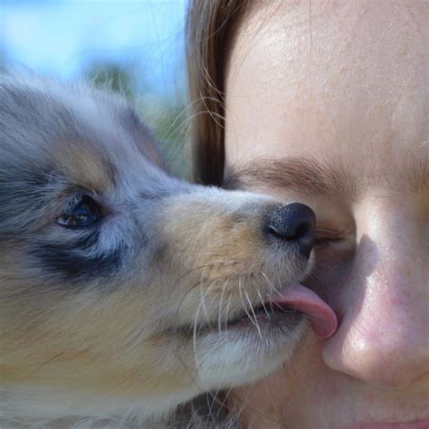 Good Manners - 3 Best Ways to Introduce Yourself to Dogs