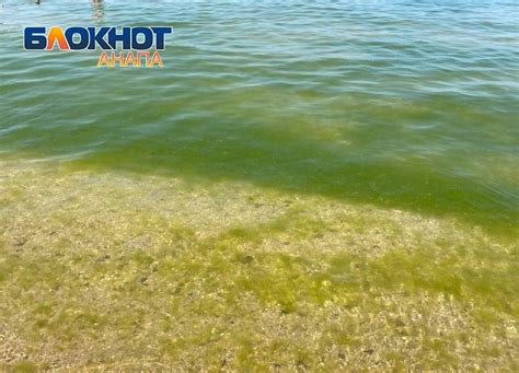 Было Черное море – стало зеленое: обстановка на Центральном пляже Анапы ...