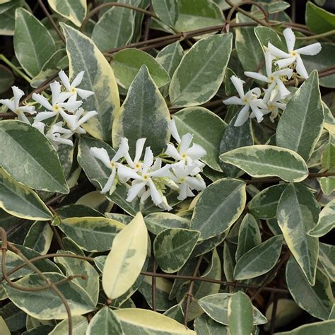 Buy variegated star jasmine Trachelospermum jasminoides 'Variegatum ...