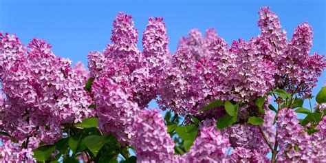 Lilac Festival, 153 Hospital St, Augusta, ME, United States, Maine ...