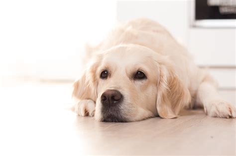Do Antibiotics In Dogs Cause Diarrhea