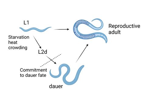 daf-42 is an evolutionarily young gene essential for dauer development in Caenorhabditis elegans ...