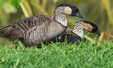 Discover the Official State Bird of Hawaii - A-Z Animals