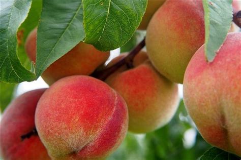 桃子熟了，又大又红的水蜜桃，摘回家换个新鲜吃法 - YouTube