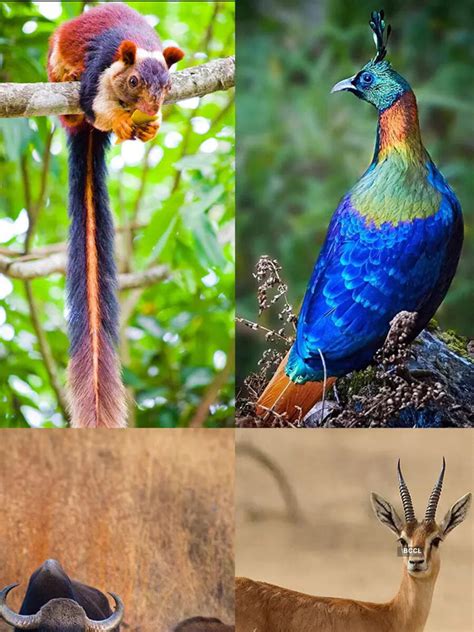 10 Indian states and their animals | Times of India