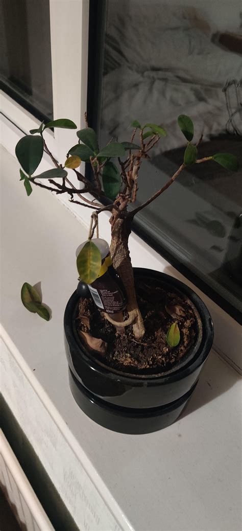 Why is my Ginseng dying? : r/HouseplantsUK