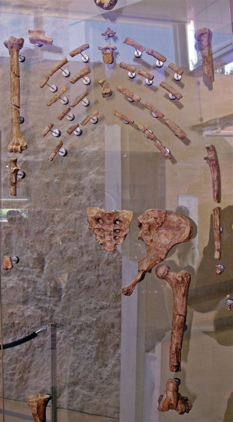 Australopithecus Discovery 的图像结果