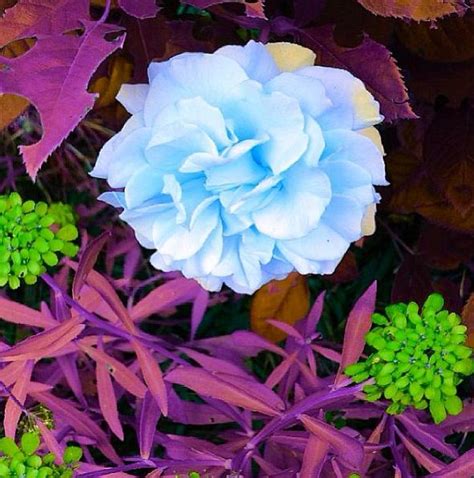 Energetic Color Mode 的图像结果