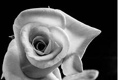 fiori in bianco e nero free photo flower blossom bloom free image on fiori in bianco e nero free photo flower blossom bloom free image on