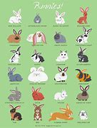 Image result for Cute Bunnies Names