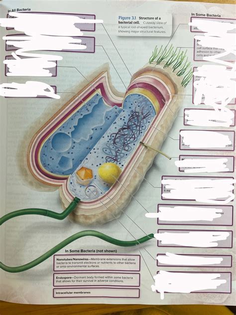 Prokaryotic Cell Structure 的图像结果
