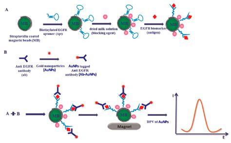 Non-Invasive Breast Cancer Diagnosis through Electrochemical Biosensing ...