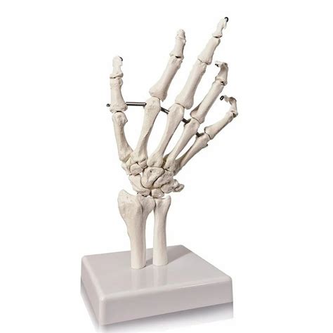 SKELETON , BONES & JOINTS SERIES - Hand Joint Model Manufacturer from ...
