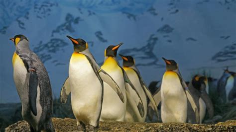 Did AI put penguin islands on Trump's tariff list? Howard Lutnick ...