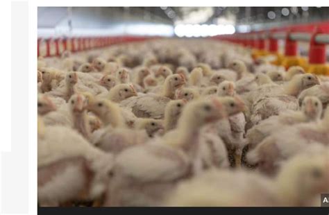 South Africa rations eggs amid bird-flu outbreak