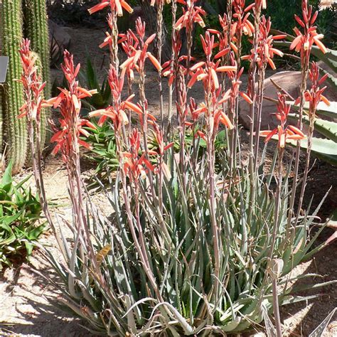 Aloe Blue Elf – Rancho Tissue