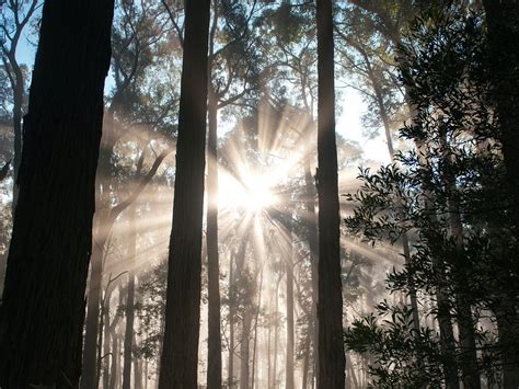 Download wallpaper 1600x1200 trees, rays, forest, sun, grass standard 4 ...