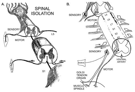 Enlargement of the Nerve Fibers of Silenced Lumbosacral Motoneurons in Cats