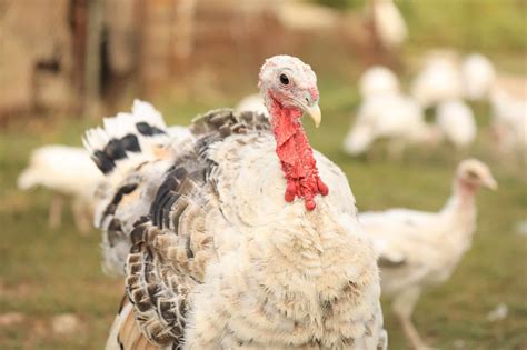 Can Turkeys Fly? (Distance, Height, Speed & FAQs)