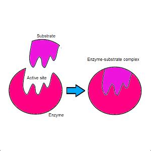 Image result for Enzyme Activity Lab Report Example