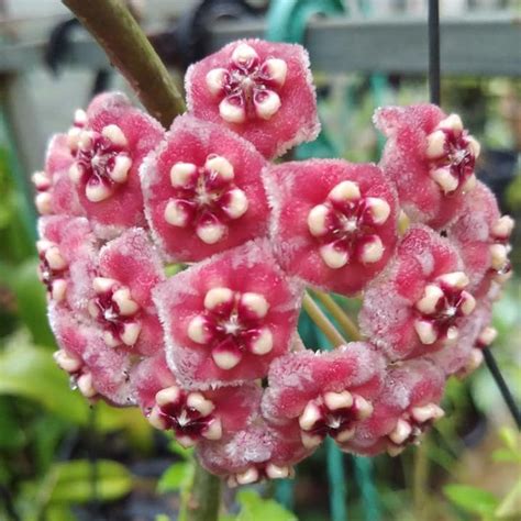 Hoya Meliflua Plant | myBageecha