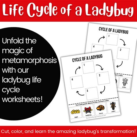 Image result for Ladybug Life Cycle Printable