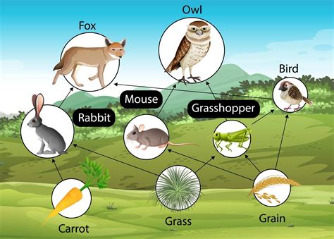 Where Are Domestic Cats On The Food Chain at Kevin Davidson blog