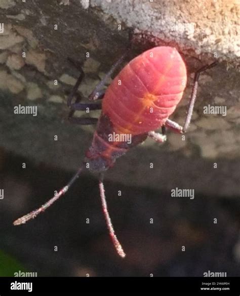 Eastern Boxelder Bug (Boisea trivittata Stock Photo - Alamy