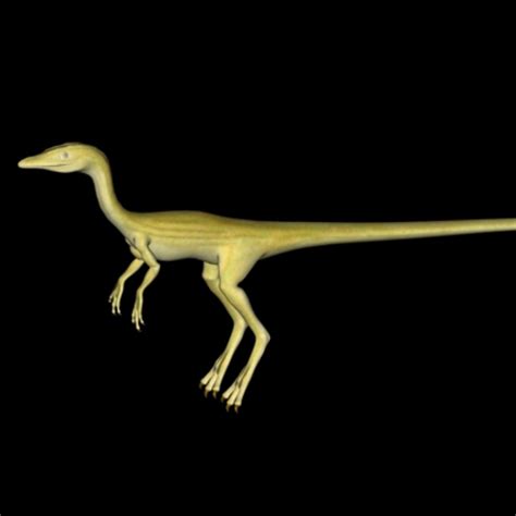 Compy Comp 的图像结果