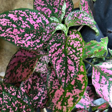 How to Care for Polka Dot Plants (Hypoestes phyllostachya)