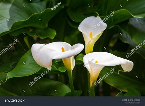 White Calla Lily Flower