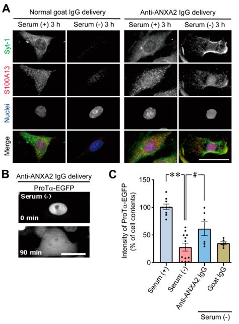 Annexin A2 Flop-Out Mediates the Non-Vesicular Release of DAMPs ...