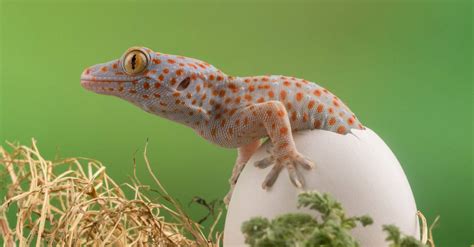 Gecko Cage 的图像结果