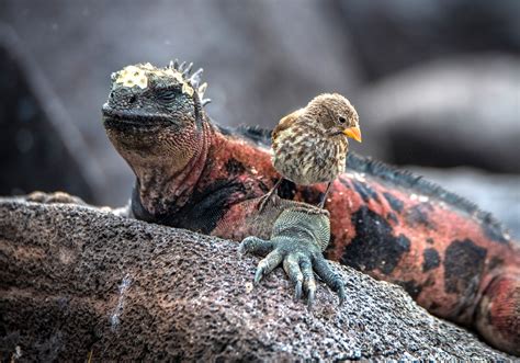 Galapagos Conservation Trust Photography Competition | Sponsored by AQUA-FIRMA