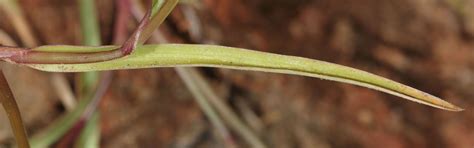 Murdannia vaginata var. vaginata | Plants of the World Online | Kew Science