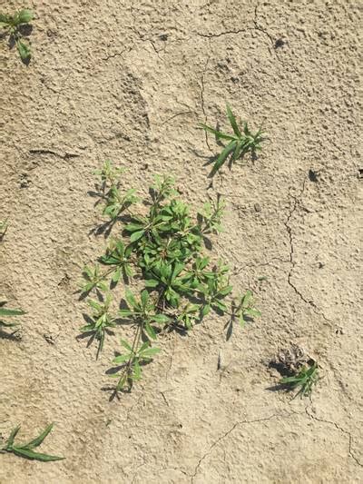 CottonWeedDet3 - Dataset Ninja