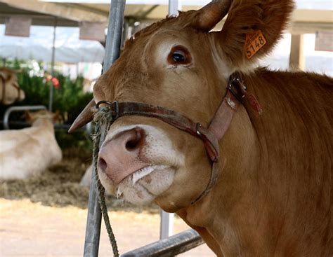 Milzbrand in Süditalien festgestellt | agrarheute.com