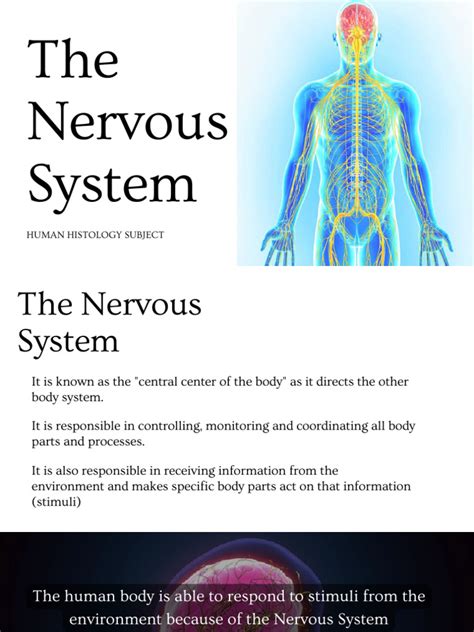 Image result for Nervous System Function Overview