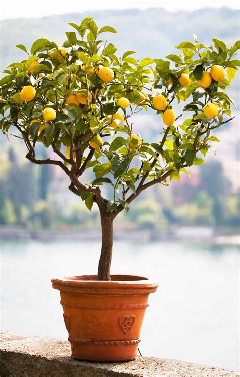 Image result for Full-Grown Lemon Tree