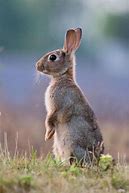 Image result for Wild Animals Rabbit