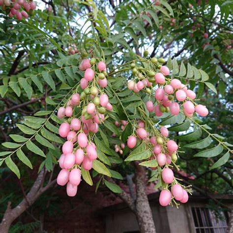 Pink Wampee Live Plant (Clausena excavata) – veliyathgardens
