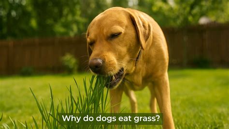 Can Dogs Eat Watermelon? Benefits, Risks & How to Serve It Safely