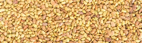 Green Habit Healthy & Nutritious Alfalfa Seeds (1 Kg pack) : Amazon.in ...