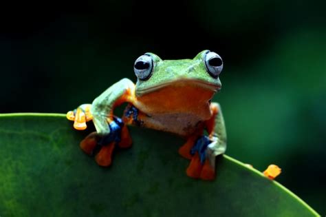 Image result for Tree Frog Terrarium