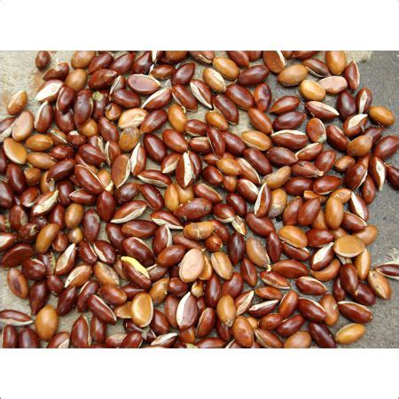Take your farming to next level with quality Mahua seeds