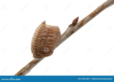 Close-up Ootheca, Formed by Female Praying Mantis on an Cherries Branch ...