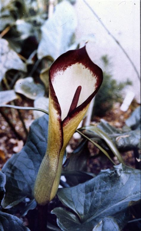 Arum euxinum R.R.Mill | Plants of the World Online | Kew Science